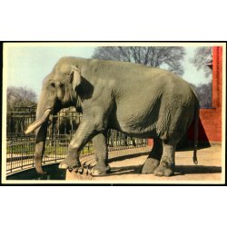 K�benhavn - Zoologisk Have - Indisk Elefant - K. Witt-M�ller 6700 - 74