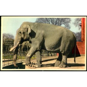 Kbenhavn - Zoologisk Have - Indisk Elefant - K. Witt-Mller 6700 - 74