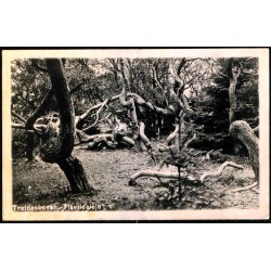 Troldeskoven - Tisvildeleje - Fotokort u/n - Ubrugt