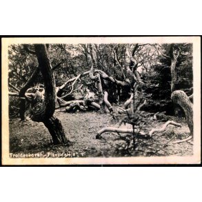 Troldeskoven - Tisvildeleje - Fotokort u/n - Ubrugt