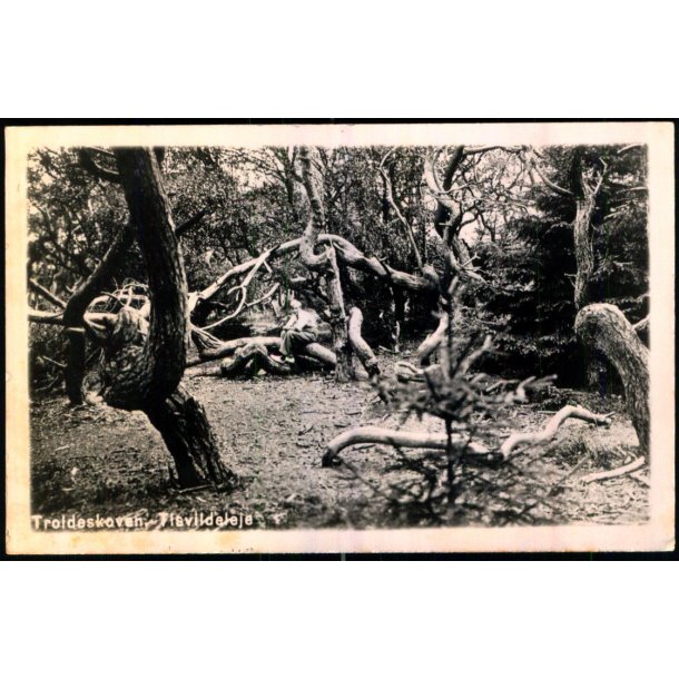 Troldeskoven - Tisvildeleje - Fotokort u/n - Ubrugt