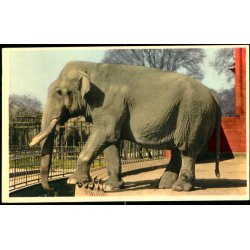 Kbenhavn - Zoologisk Have - Indisk Elefant - K. Witt-Mller 6700 - 74