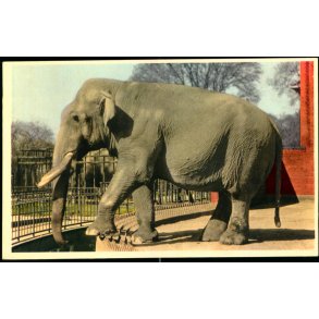 Kbenhavn - Zoologisk Have - Indisk Elefant - K. Witt-Mller 6700 - 74