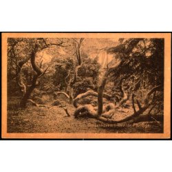 Troldeskoven i Tisvilde Plantage - V. T�rck 834 - Brugt