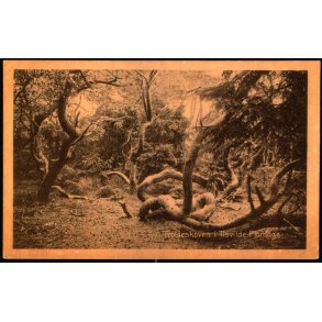 Troldeskoven i Tisvilde Plantage - V. T�rck 834 - Brugt