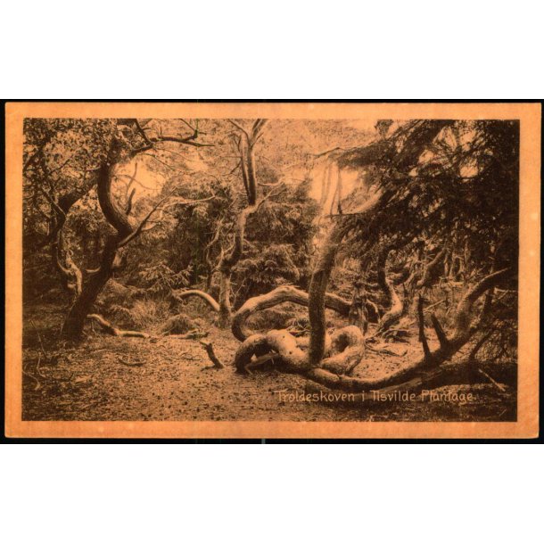 Troldeskoven i Tisvilde Plantage - V. T�rck 834 - Brugt