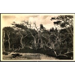 Tisvildeleje - Parti fra Troldeskoven - J. Chr. Olsen u/n - Ubrugt