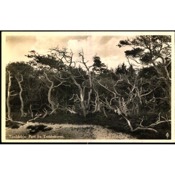 Tisvildeleje - Parti fra Troldeskoven - J. Chr. Olsen u/n - Ubrugt