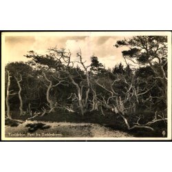 Tiavildeleje - Parti fra Troldeskoven - J. Chr. Olsen u/n - Brugt