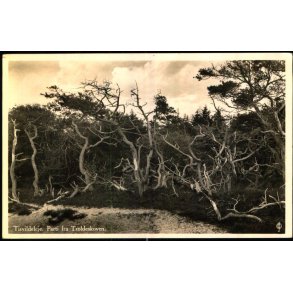 Tiavildeleje - Parti fra Troldeskoven - J. Chr. Olsen u/n - Brugt