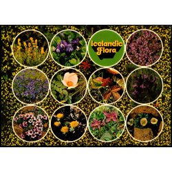 Icelandic Flora - Litbra 2924 - Ubrugt
