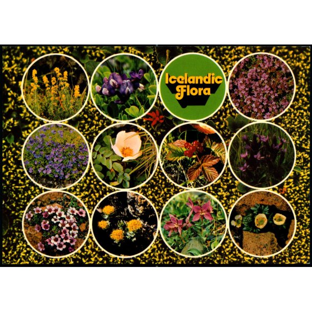 Icelandic Flora - Litbra 2924 - Ubrugt