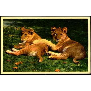 Kbenhavn - Zoologisk Have - Lveunger - K. Witt-Mller 6700 - 474