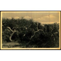 Tisvilde Hegn - Troldeskoven - Eneret 9284 - Ubrugt