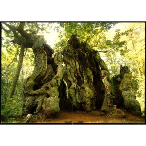 Kongeegen - Jgerspris - u/n - Ubrugt