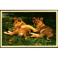 Kbenhavn - Zoologisk Have - Lveunger - K. Witt-Mller 6700 - 474