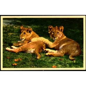 Kbenhavn - Zoologisk Have - Lveunger - K. Witt-Mller 6700 - 474