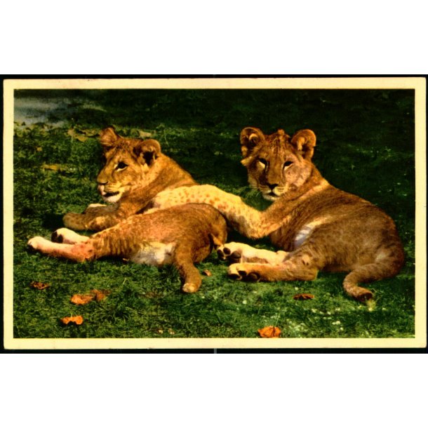 Kbenhavn - Zoologisk Have - Lveunger - K. Witt-Mller 6700 - 474