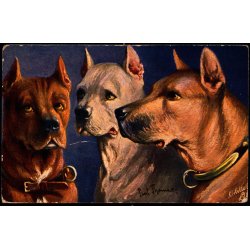 Feldpostkarte - Sonderburg   12 -7 -16 - Til  1. Kompagnie - Billedside : Hunde.