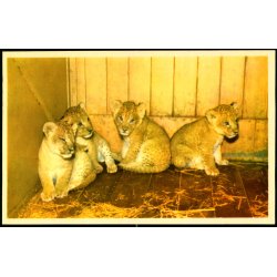 Kbenhavn - Zoologisk Have - Lveunger - K. Witt-Mller 6700 - 302