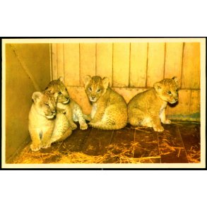 Kbenhavn - Zoologisk Have - Lveunger - K. Witt-Mller 6700 - 302