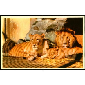 Kbenhavn - Zoologisk Have - Lvefamilie - K. Witt-Mller 6700 - 76