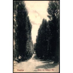 Taasinge - Allen ved Valdemar Slot - W.K.F. 1048 - Ubrugt