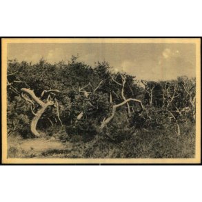 Tisvilde Hegn - Troldeskoven - Rudolf Olsen 2 - Ubrugt