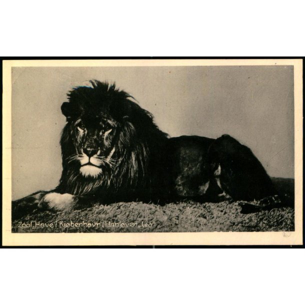 Zoologisk Have i Kjbenhavn - Hanlven "Leo" - Zoologisk Have 68057