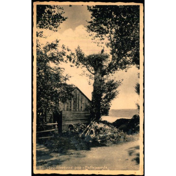 Tibirke - Storkene paa "Toftegaard" - Rudolf Olsen 6445 - Ubrugt