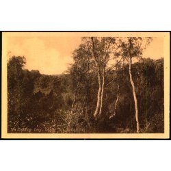 Fra Tisvilde Hegn - Udsigt fra Bangs H�j - E. Ramlaus Bogh. 61650 - Ubrugt