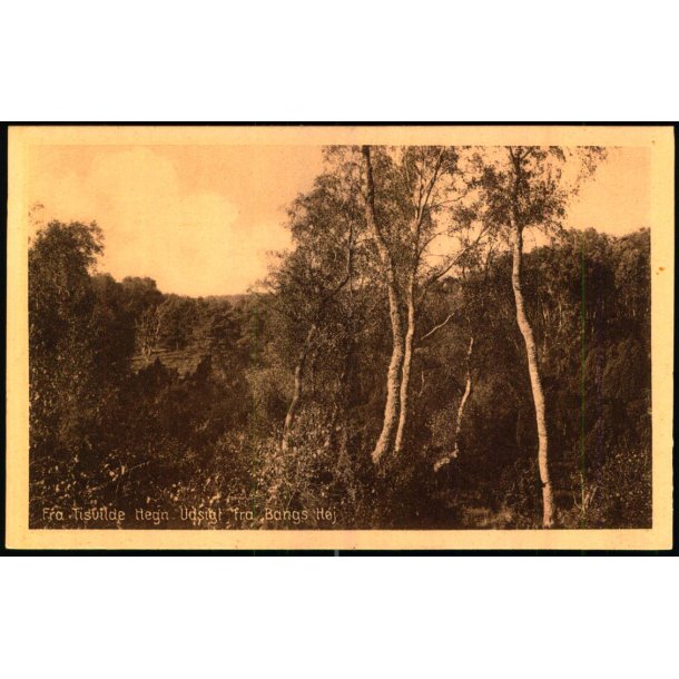 Fra Tisvilde Hegn - Udsigt fra Bangs H�j - E. Ramlaus Bogh. 61650 - Ubrugt