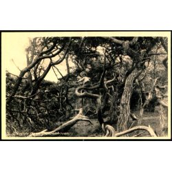 Tisvilde Hegn - Troldeskoven - Rudolf Olsen 5093 - Ubrugt