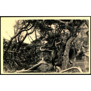 Tisvilde Hegn - Troldeskoven - Rudolf Olsen 5093 - Ubrugt