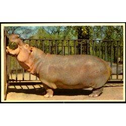 Kbenhavn - Zoologisk Have - Flodhest - K. Witt-Mller 6700 - 69