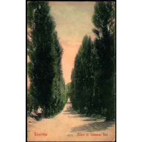 Taasinge - Allen ved Valdemar Slot - W.K.F. 1048 - Ubrugt