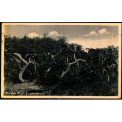 Tisvilde Hegn - Troldeskoven - Rudolf Olsen 9284 - Brugt