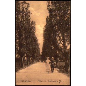 Taasinge - Allen ved Valdemar Slot - Stender 3715 - Brugt