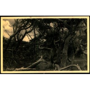 Tisvilde Hegn - Troldeskoven - Rudolf Olsen 5093 - Brugt