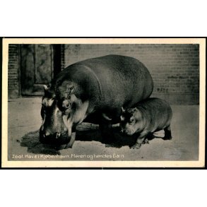 Zoologisk Have i Kjbenhavn - Maren og hedes Barn - Zoologisk Have 69169