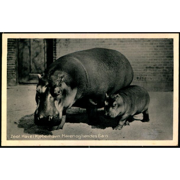 Zoologisk Have i Kjbenhavn - Maren og hedes Barn - Zoologisk Have 69169
