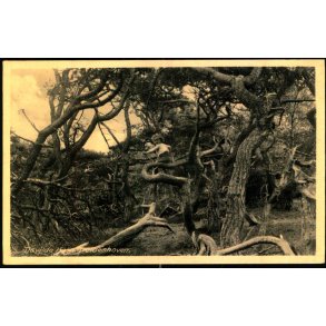 Tisvilde Hegn - Troldeskoven - Rudolf Olsen 5093 - Brugt