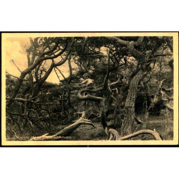 Tisvilde Hegn - Troldeskoven - Rudolf Olsen 5093 - Brugt