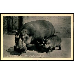 Zoologisk Have i Kjbenhavn - Maren og hedes Barn - Zoologisk Have 69169
