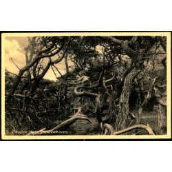 Tisvilde Hegn - Troldeskoven - Rudolf Olsen 5093 - Brugt