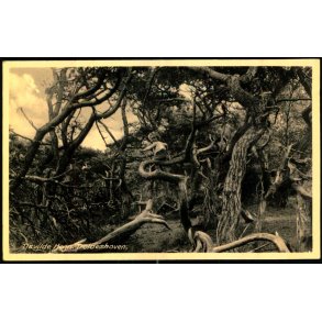 Tisvilde Hegn - Troldeskoven - Rudolf Olsen 5093 - Brugt