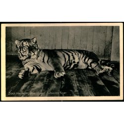 Zoologisk Have i Kjbenhavn - Sibirisk Tiger - Zoologisk Have 69473