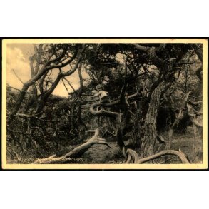 Tisvilde Hegn - Troldeskoven - Rudolf Olsen 5093 - Brugt