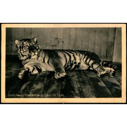 Zoologisk Have i Kjbenhavn - Sibirisk Tiger - Zoologisk Have 69473