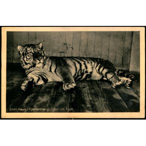 Zoologisk Have i Kjbenhavn - Sibirisk Tiger - Zoologisk Have 69473